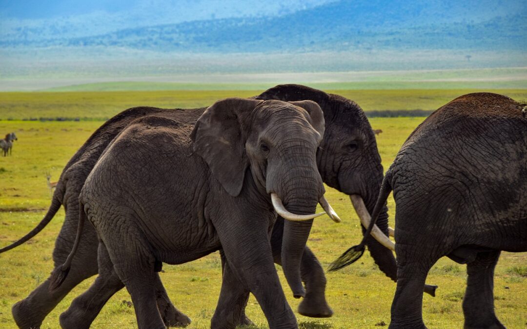 Sloni - Tanzánie