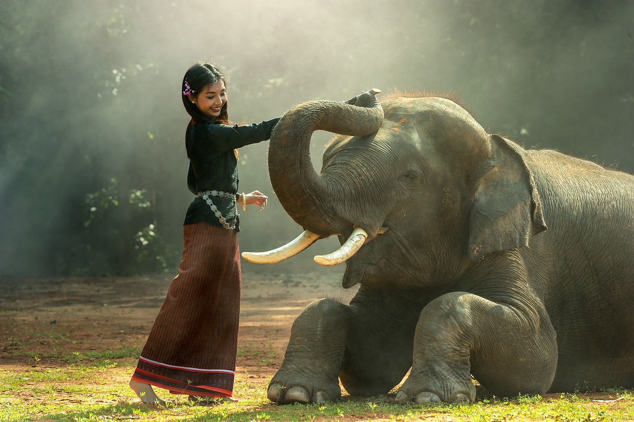 Kambodža - slon
